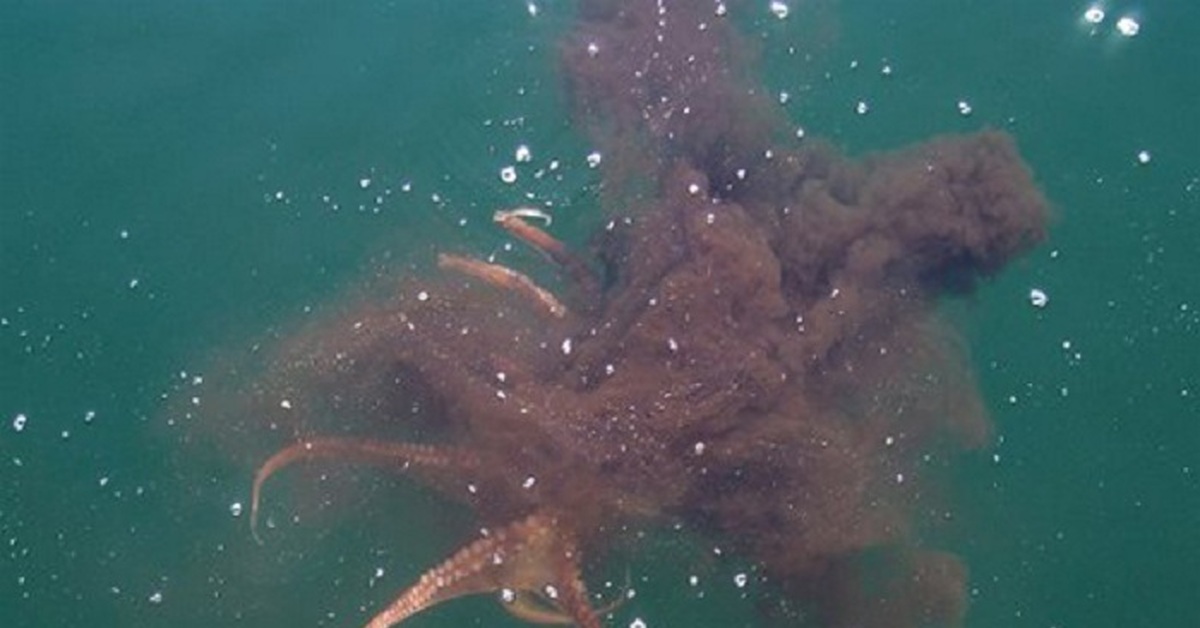 Головоногие моллюски чернила. Кальмар осьминог каракатица. Чернильный мешок головоногих моллюсков. Чернильный мешок каракатицы. Чернильный мешок кальмара.