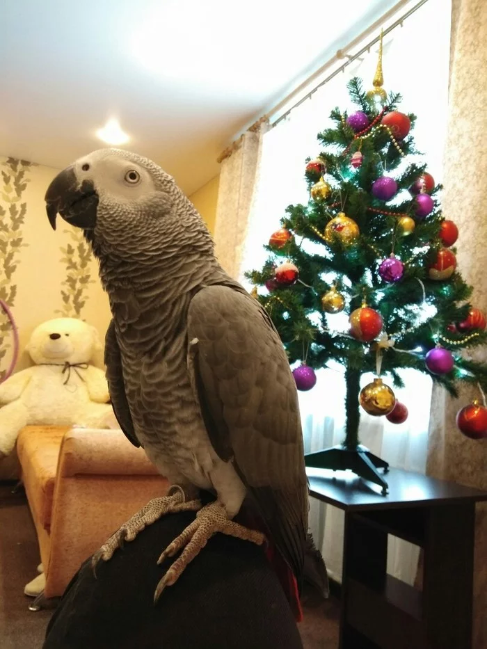 My pets #Jaco - My, Jaco, A parrot, Pets, Mat, Longpost