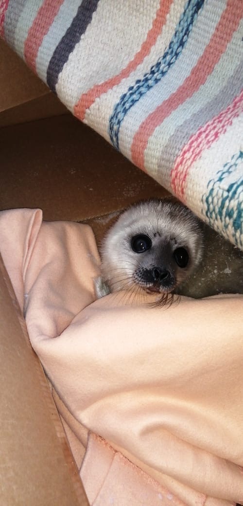 Three-day-old baby nerpul Baby Ksenia crawled out to people in Strelna - Milota, The photo, Ringed seal, Saint Petersburg, Longpost