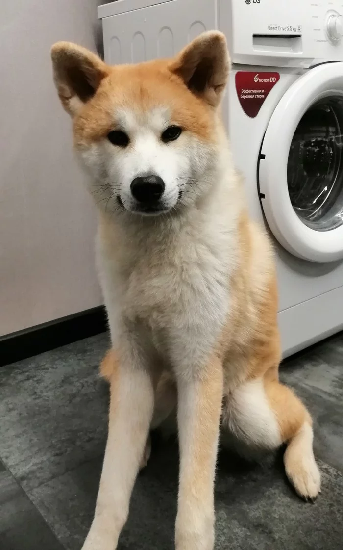 Wind - Dog, Wind