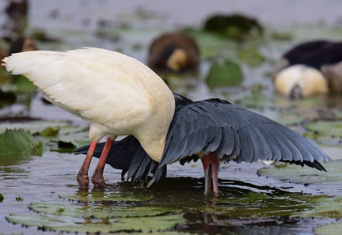 Чёрная цапля Цапля, Черная цапля, Фотография, Длиннопост