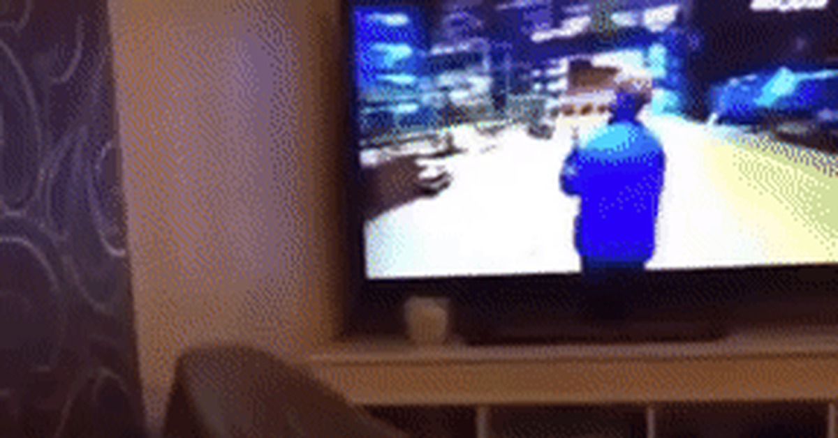 Honey, let's not today. You are drunk - GIF, cat, Flight, From the network