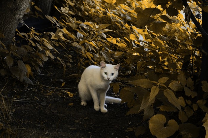 ����������� �������� � ���������