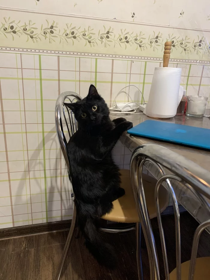 The kitten has grown up - My, cat, Black cat, Longpost, It Was-It Was
