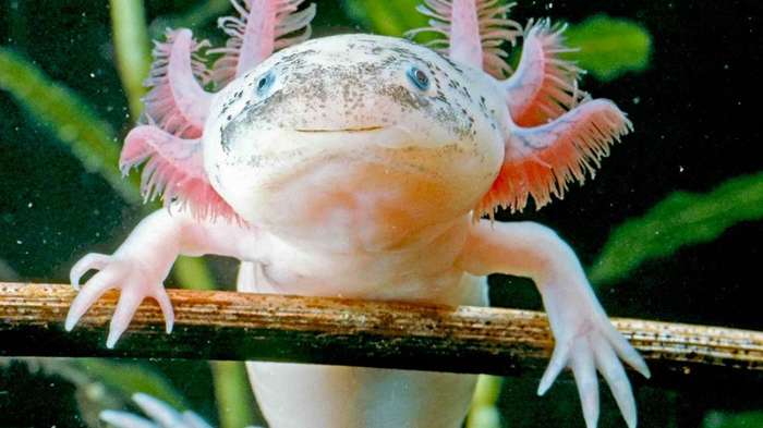 Scientists have identified two genes responsible for the regeneration of limbs in axolotl - My, Axolotl, Regeneration, Regenerative Medicine, Genetics