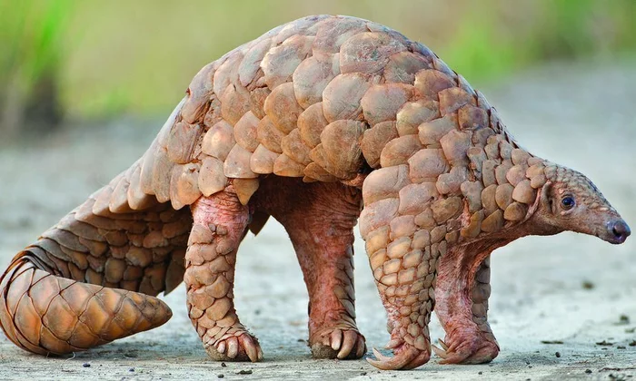Pangolins have been blamed for infecting people with coronavirus. Their scales are used as medicine in China - Coronavirus, China, Wuhan, Epidemic, Health, The medicine, Animals, Pangolin