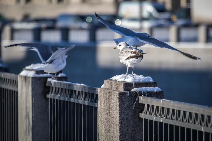 Obvodny Canal - My, Saint Petersburg, Seagulls, Obvodny Canal, Canon 80d