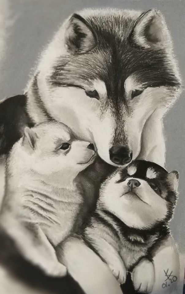Husky, pastel - My, Drawing, Pastel, Dog, Husky