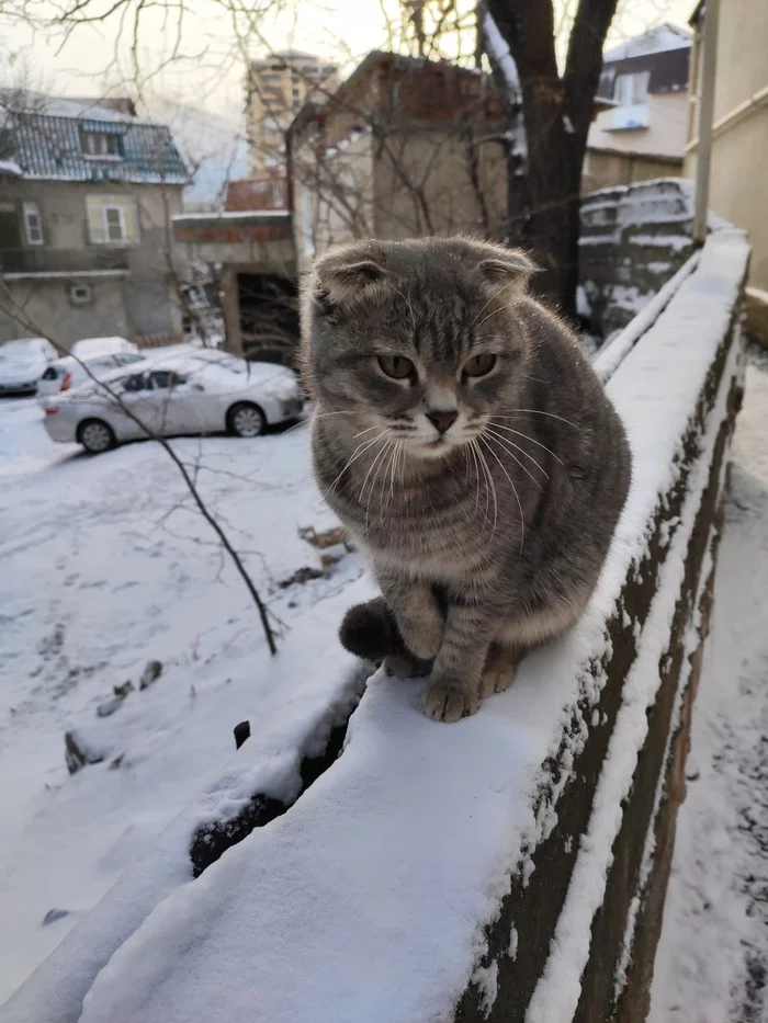 Кошка и снег - Моё, Кот, Снег, Зима, Махачкала, Фотография