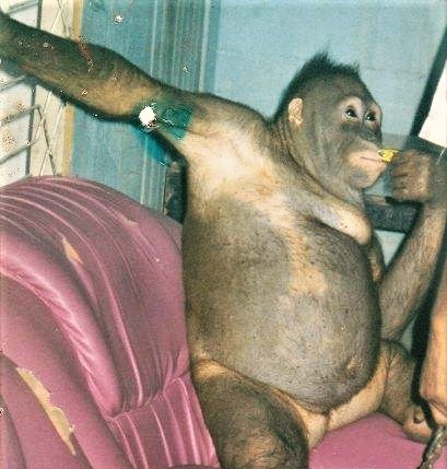 Жители деревни держали самку орангутана в сексуальном рабстве 6 лет Жесть, Обезьяна, Секс, Длиннопост