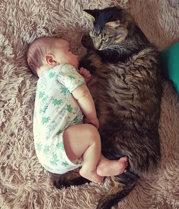 Cats and children - My, cat, Catomafia, Children