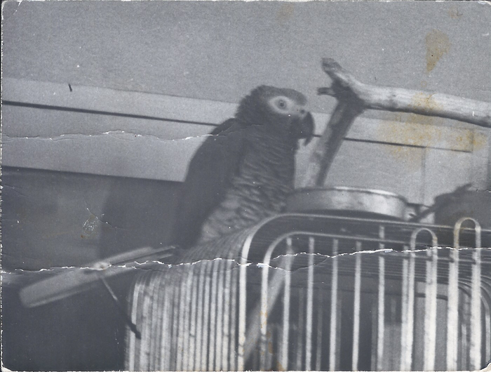 �������� ��������