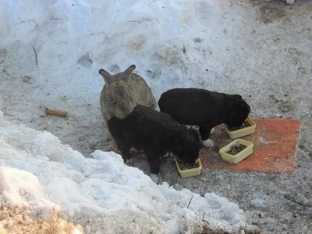 When even animals are kinder than people... - Animals, Rabbit, Puppies, Kindness, Accordion