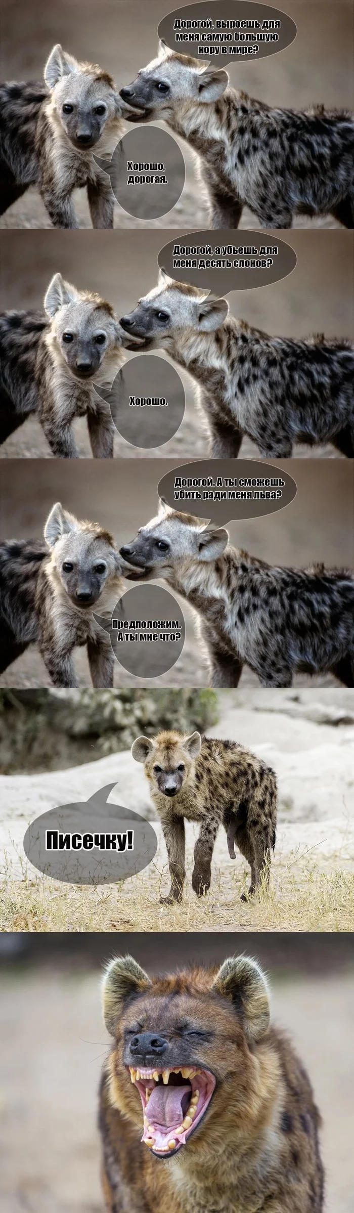 What do you mean to me? - My, Strange humor, Hyena, Joke, Humor, Longpost, Animals