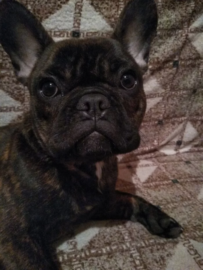 French Bulldog - My, French Bulldog, , Dog, Help, No rating