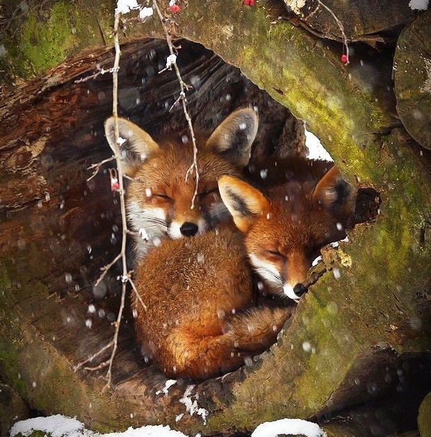 A couple of foxes - My, Butter, Oil painting, Fox, Longpost