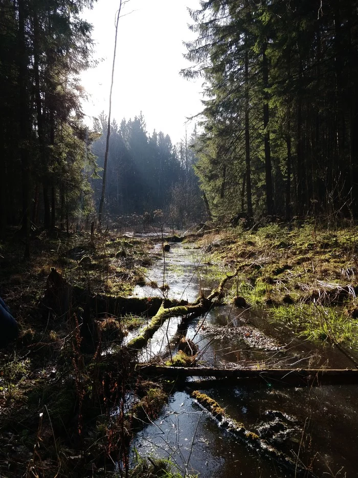 sunny day - My, Nature, Kaliningrad region, Vishtynets, Travel across Russia, Longpost