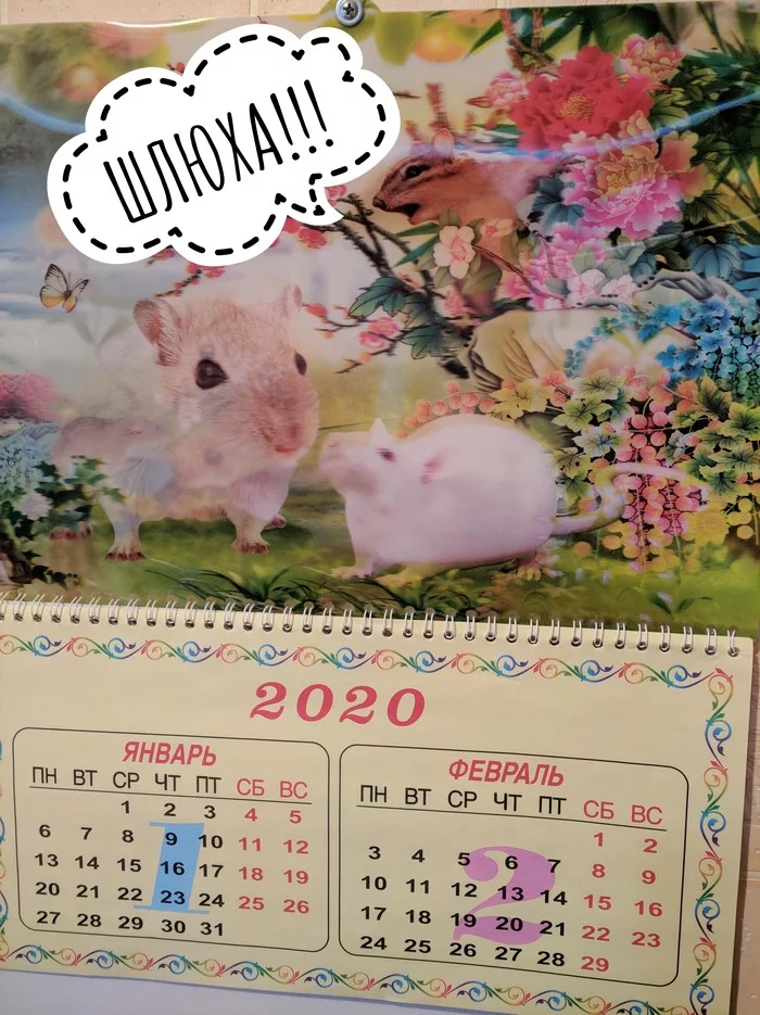 I found a funny calendar - 2020, The calendar, Hello bear, Year of the Rat, Longpost