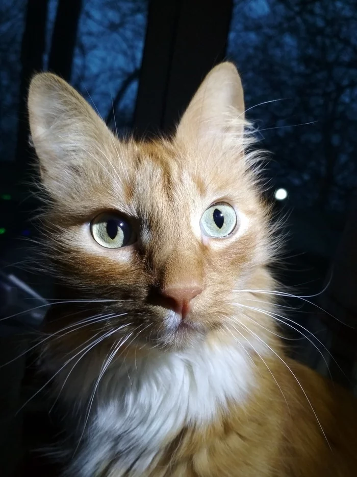 Reply to the post “Photogenic kitty” - My, The photo, cat, Portrait, Flashlight, Reply to post