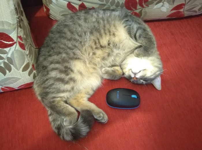 ����� ���� ������ ������