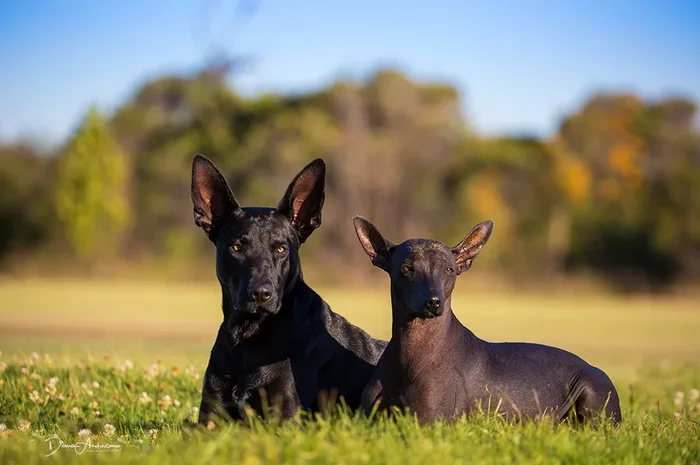 About dog breeds No. 121. Xoloitzcuintle - Dog, Dog breeds, Xoloitzcuintli, Longpost