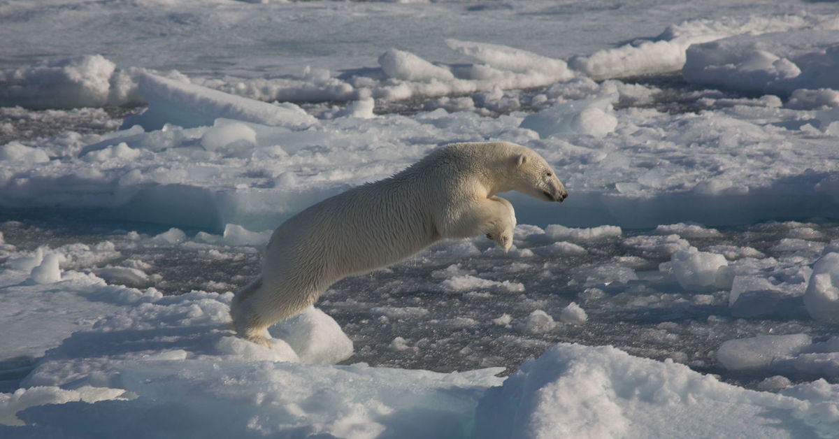 Северный ледовитый животный мир. Северный Ледовитый океан белый медведь. Животные Северного Ледовитого океана. Северный Ледовитый океан животные мир. Ледовитый океан с медведем.