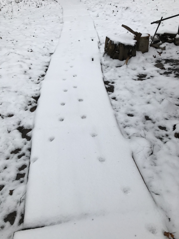 Кот неопределенной ширины