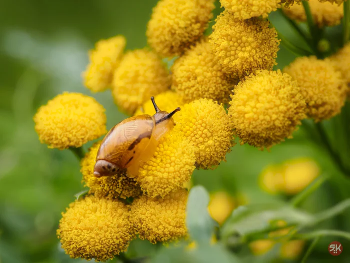 Yantarka - My, The photo, Macro photography, Tansy, Snail