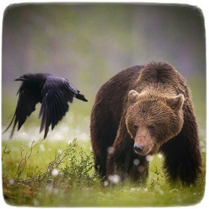 Как вороны медведя летать учили Медведь, Фотография, Дикая природа, Ворон, Длиннопост