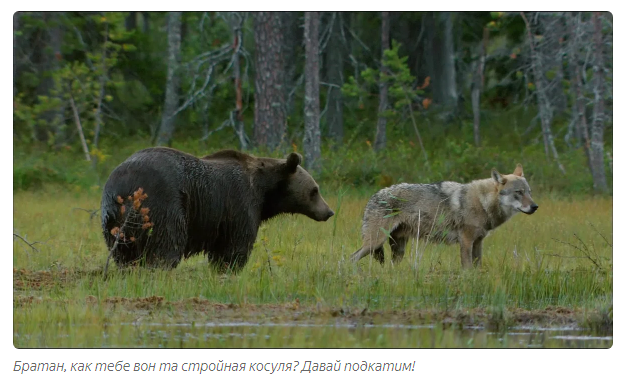 How do different predators form temporary hunting alliances? - Informative, Animal book, Animals, Yandex Zen, Longpost