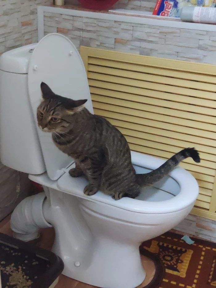 Clever cat - My, cat, Toilet