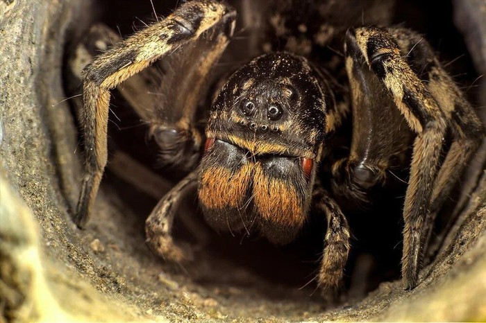 Мизгирь: Единственный русский тарантул — настоящий монстр! Паук, Тарантул, Южнорусский тарантул, Длиннопост, Россия
