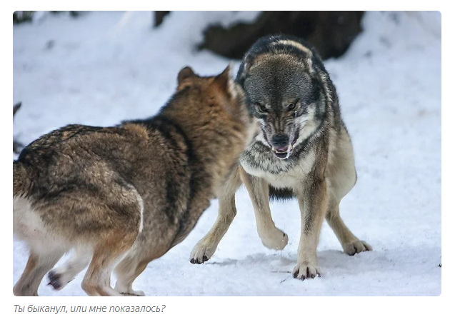 Gray wolf: How wolves calm rowdies in the pack - Animals, Wolf, Informative, Yandex Zen, Longpost, Animal book