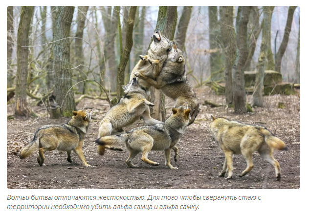 Gray wolf: How wolves calm rowdies in the pack - Animals, Wolf, Informative, Yandex Zen, Longpost, Animal book