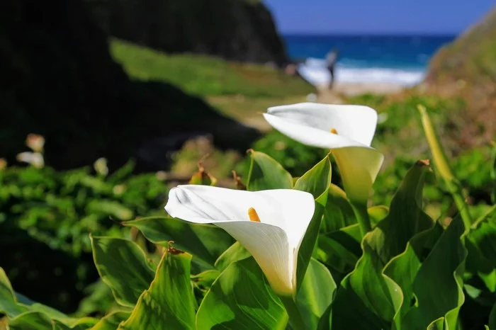 California: Valley of Calla Lilies - My, Big Sur, California, callas, Longpost, USA