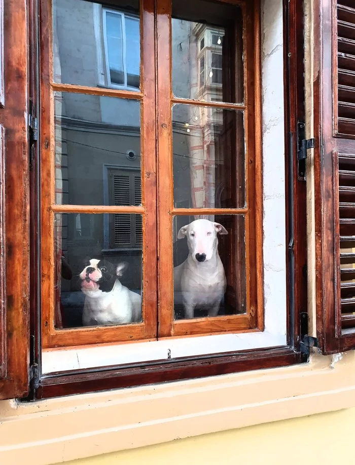 Well hello! - My, Dog, Curiosity