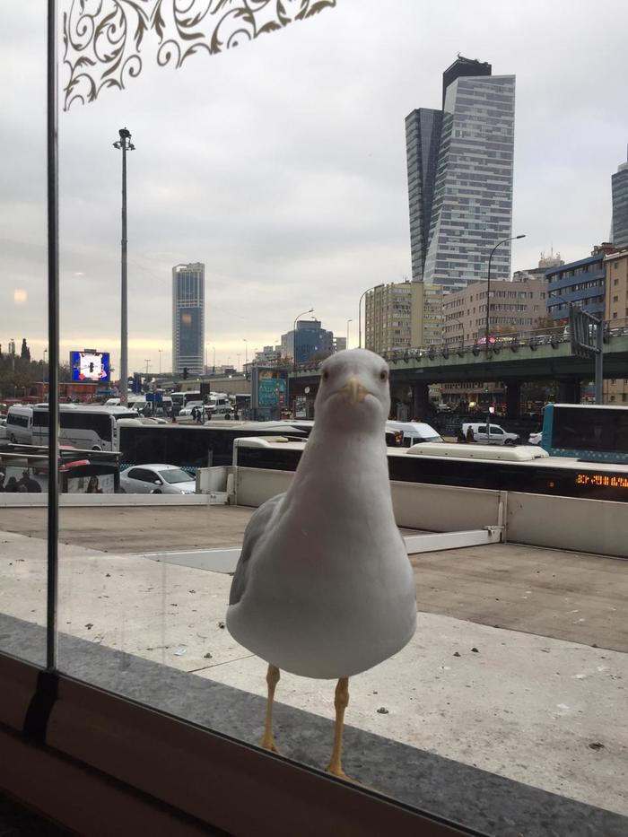  , ,    , 