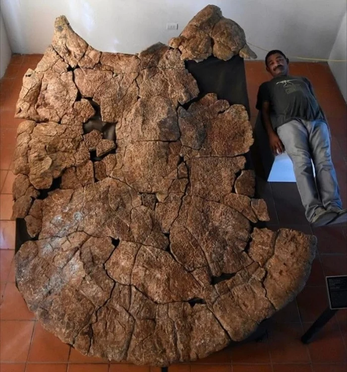 Scale - Turtle, South America, Fossil, Reddit, Paleontology