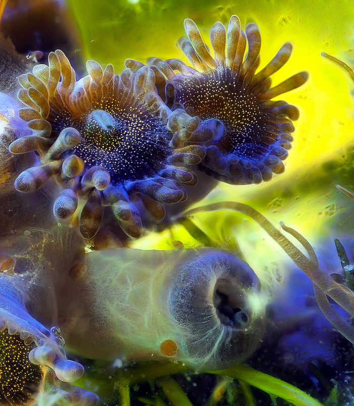 Портрет Зоантуса