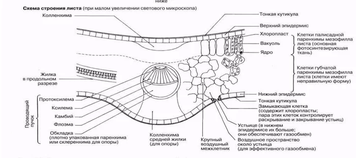 Why Russian education is completely screwed #2 - My, Education, Bio, Longpost