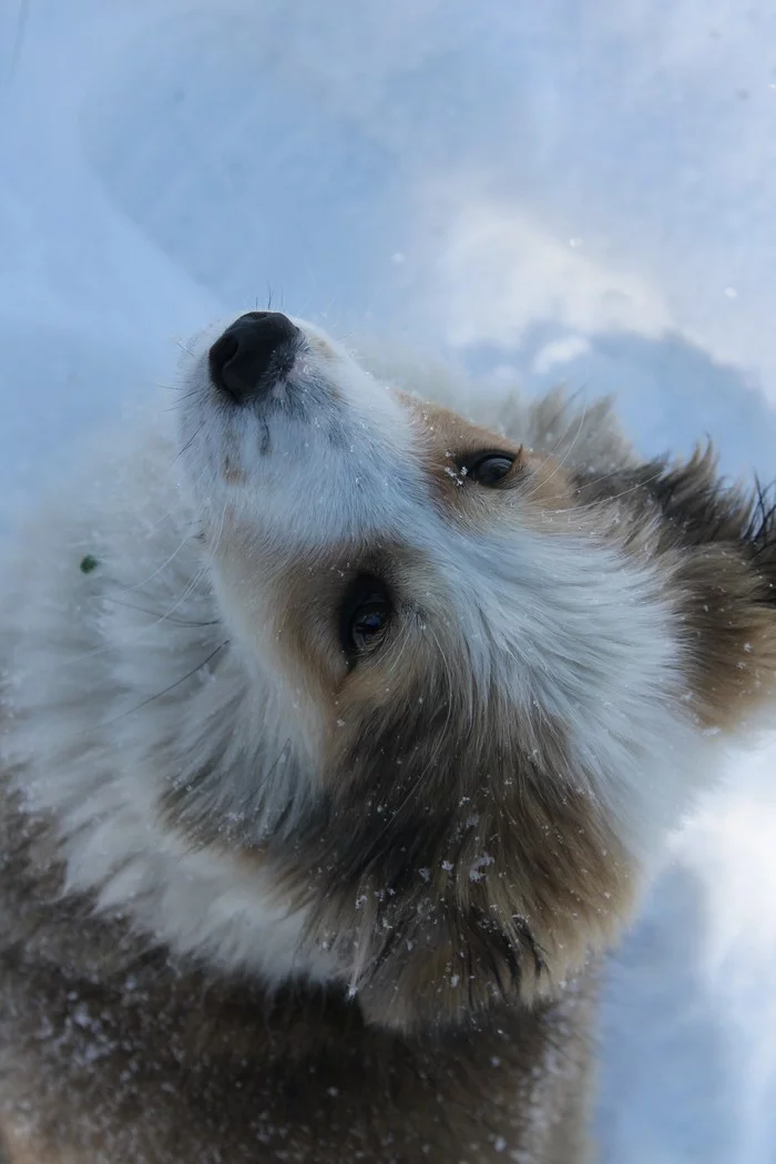 Snow wolf cosplay (she-wolf) - My, The photo, just a dog, Snow, Kherson region, Longpost, Dog