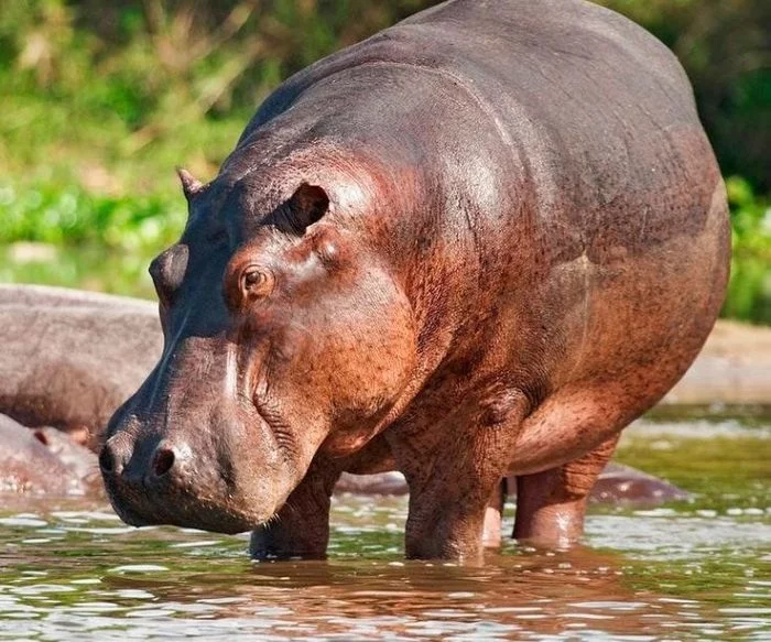 EvilCora's response to Hippopotamus: A brutal article about the black side of this animal - Animals, Informative, hippopotamus, Animal book, Yandex Zen, Video, Reply to post, Longpost