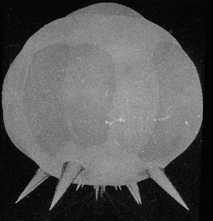 60 ��� ����������� ������� �����