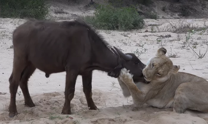 Deadly kiss - a lion, Buffalo, Hunting, Mining, Video