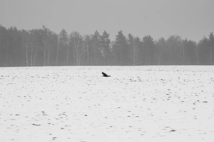 Black and white winter in Belarus - My, The photo, Black and white photo, Black and white, Nikon, Photographer, Longpost