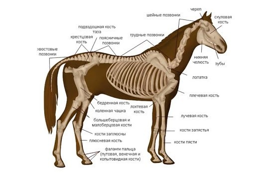 Where are the horse's elbows and knees? - My, Run, Running technique, Pureraces, Anatomy, Longpost, Horses