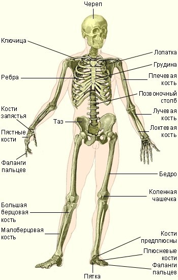 Where are the horse's elbows and knees? - My, Run, Running technique, Pureraces, Anatomy, Longpost, Horses