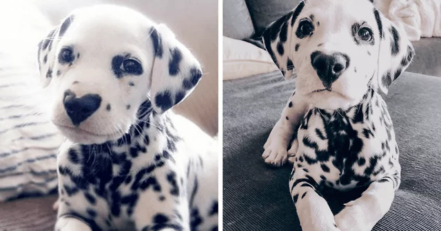 Meet Wiley! - Dog, Puppies, Dalmatian, Nose, Heart, Spot, Milota, Positive