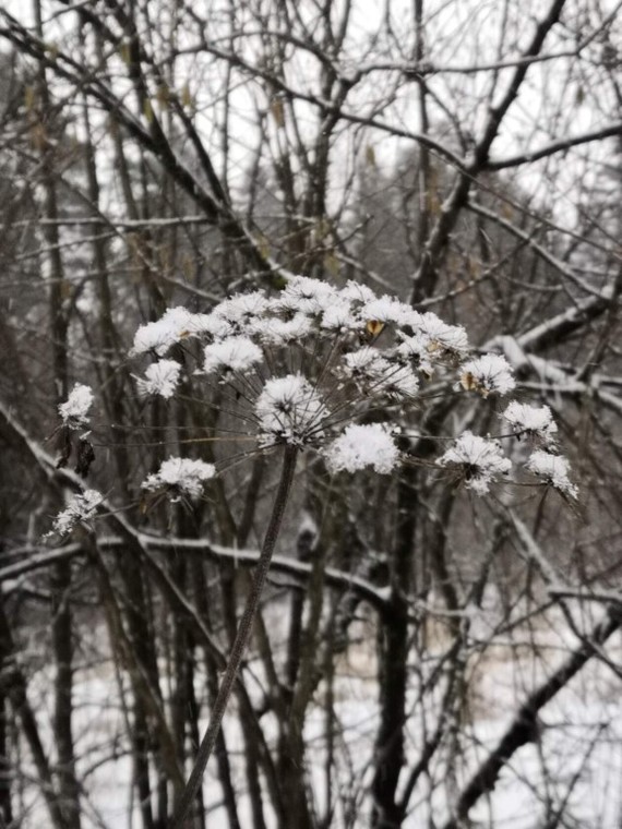 winter flower - My, Winter, Snowfall, Flowers