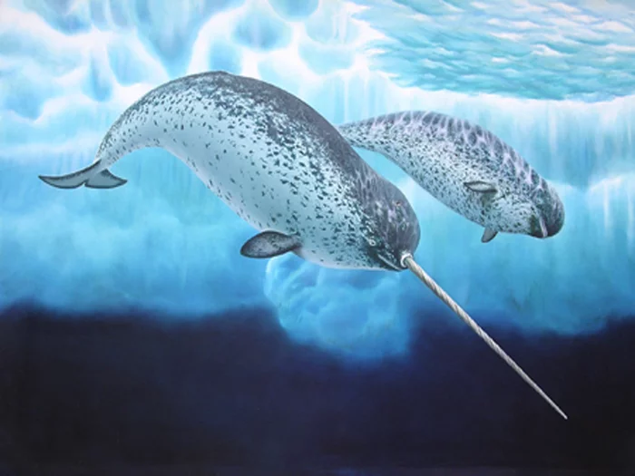 Narwhal - Horned Whale - , Horned, Whale, Arctic, Video, Longpost, Narwhals